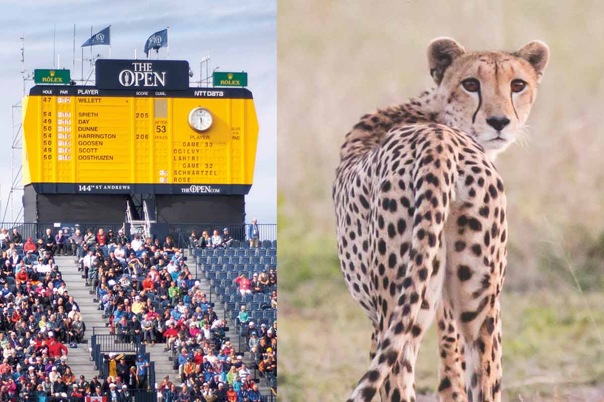 PerryGolf Tours & Cruises Mailer The Open & Cheetah